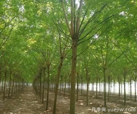 這幾種鄉(xiāng)土喬木銷量增加，價格上漲(圖1)