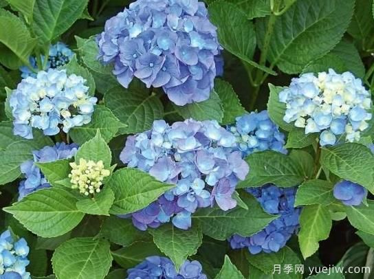 繡球秋季養(yǎng)護(hù)方法，明年春枝繁葉茂開爆花(圖2)