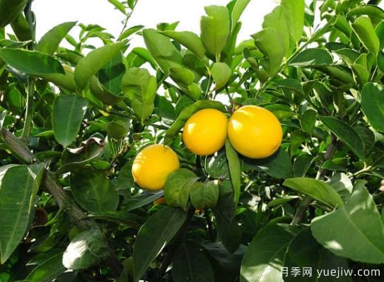 盆栽檸檬樹掉葉子怎么辦？(圖1)