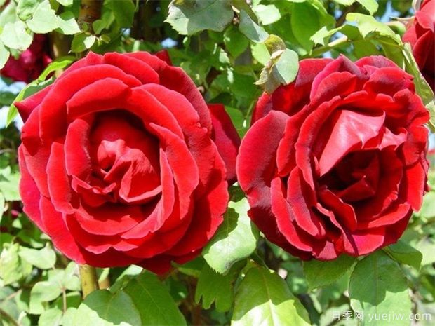 15種室內(nèi)花卉的養(yǎng)護(hù)知識(shí)，月季很好養(yǎng)(圖1)