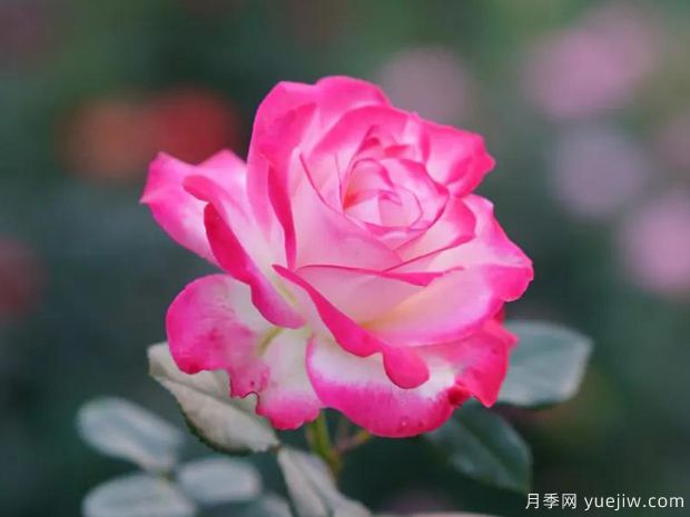 好期在四時，深愛如長風(fēng)，摯愛月季(圖1)