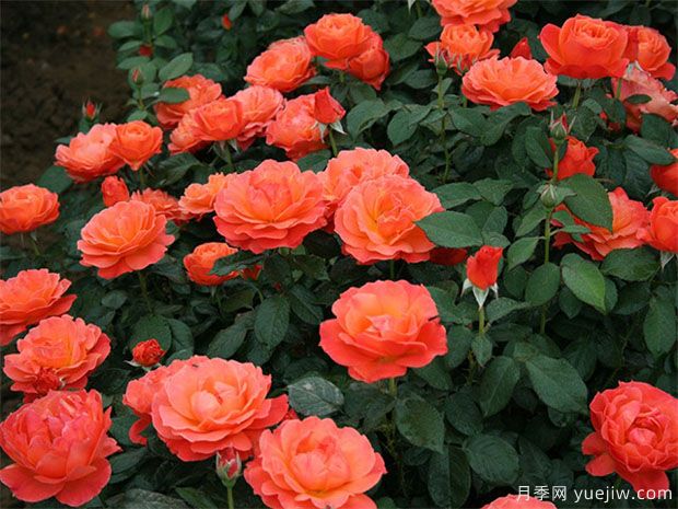 豐花月季怎樣進(jìn)行蟲害防治的呢？(圖1)