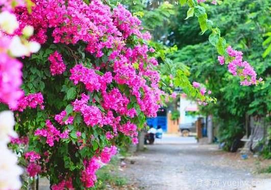 三角梅是哪里的市花？三角梅市花的意義(圖1)