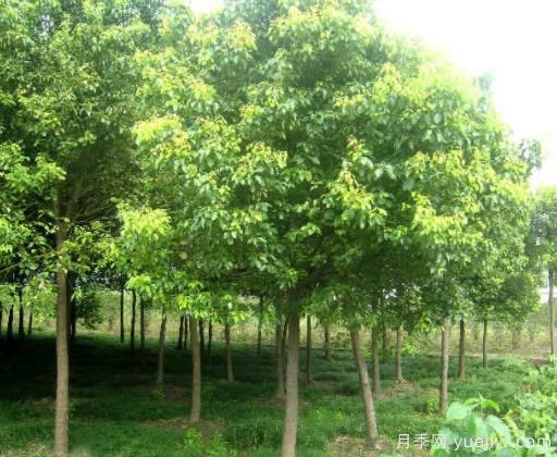 香樟葉子老發(fā)黃，緩解黃化的具體措施(圖1)