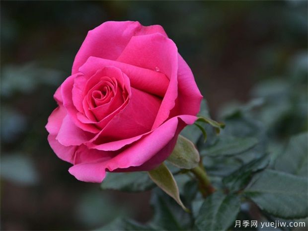 冬天月季要冬剪清園，來年花多苗壯病蟲少(圖1)