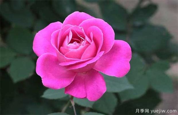月季花越開越小的2個(gè)主要原因(圖1)