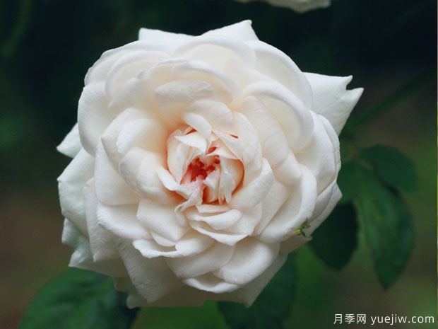 談?wù)勚袊录镜陌l(fā)展史，致敬中國的月季育種家前輩們！(圖1)