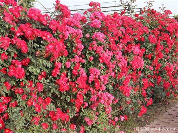 爬藤月季和薔薇哪個(gè)漂亮？區(qū)別和價(jià)格(圖1)