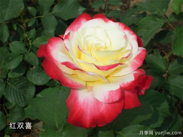 十大***好看月季品種？我推薦了，你感覺對嗎(圖4)