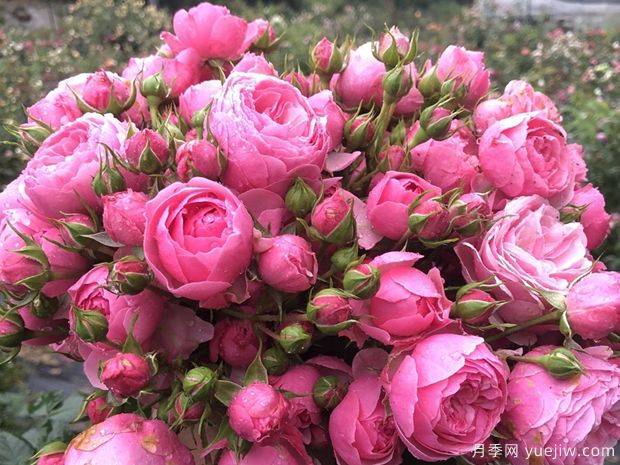 長得快，抗性強(qiáng)，推薦適合打造庭院的月季花(圖2)