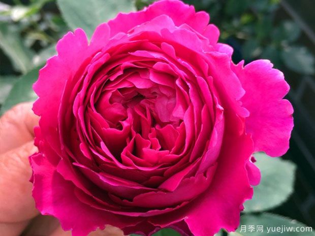 芳香花園月季的優(yōu)缺點(diǎn)是什么？(圖1)