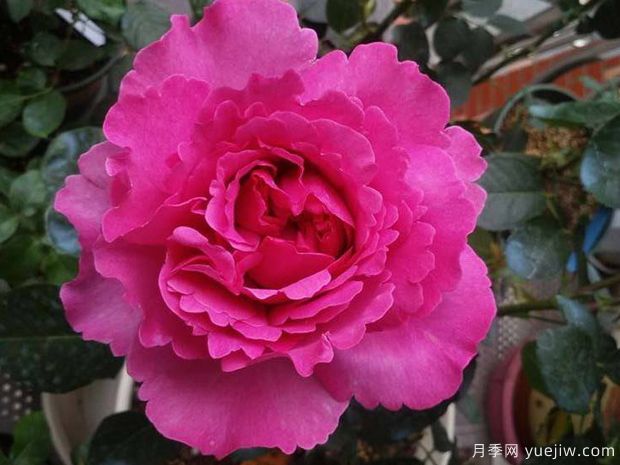 推薦20個伊芙月季系列品種，還有花大濃香超美的(圖2)
