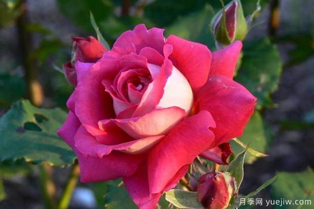 推薦5種紅色月季花，紅紅火火就選這幾個(gè)品種(圖3)