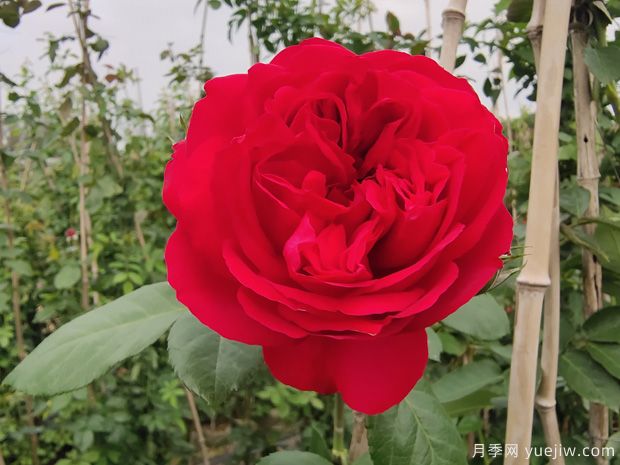 推薦5種紅色月季花，紅紅火火就選這幾個(gè)品種(圖1)