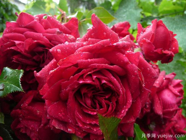 蒂娜VS紅龍VS玫瑰國(guó)度的天使，3款紅色藤本月季推薦(圖3)