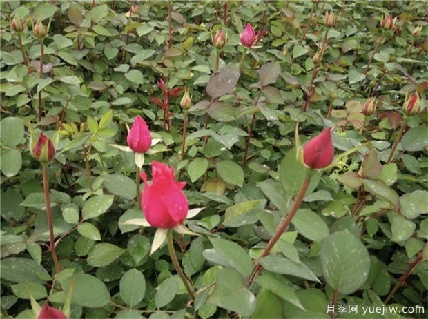 新買回來(lái)的月季小苗怎么處理合適***合適呢？(圖1)