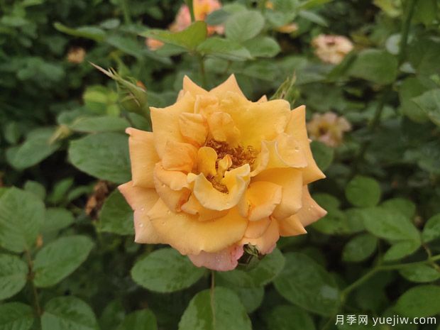 月季花不僅觀賞價(jià)值高，還有一定的醫(yī)學(xué)價(jià)值(圖1)