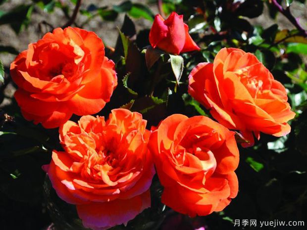 芒果陽臺月季/芒果月季(圖1)