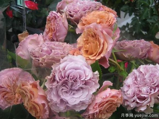 甜蜜巧克力月季的優(yōu)缺點(diǎn)是什么？(圖1)