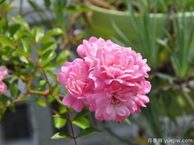 小仙女月季的優(yōu)缺點(diǎn)是什么？(圖1)