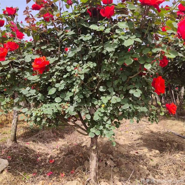 月季花該如何修剪？一定要小心仔細(xì)(圖1)