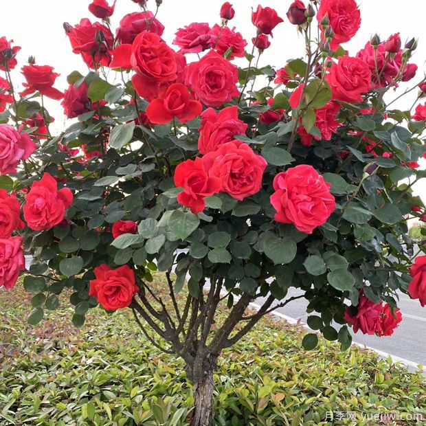 月季花長(zhǎng)什么樣？月季花的形態(tài)特征(圖1)