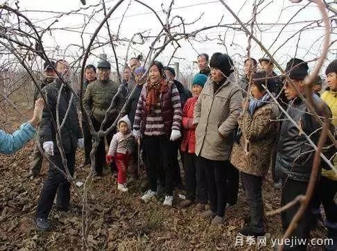 獼猴桃園冬季清園技術(shù)要點(diǎn)(圖3) 獼猴桃園冬季清園技術(shù)要點(diǎn)(圖3)