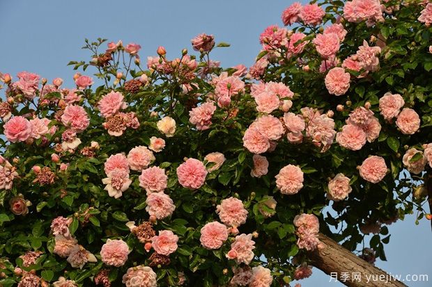 藤本月季花應(yīng)該如何牽引？(圖1)
