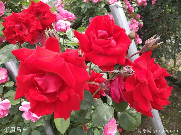 推薦11個優(yōu)秀紅色系藤本月季品種(圖2)