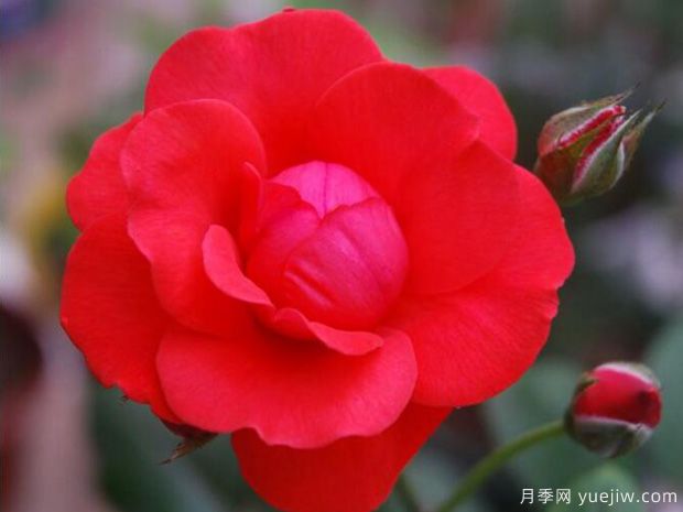 推薦11個優(yōu)秀紅色系藤本月季品種(圖4)