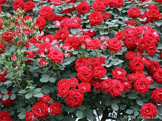 推薦11個優(yōu)秀紅色系藤本月季品種(圖6)