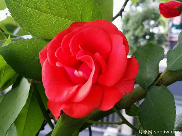 推薦11個優(yōu)秀紅色系藤本月季品種(圖9)