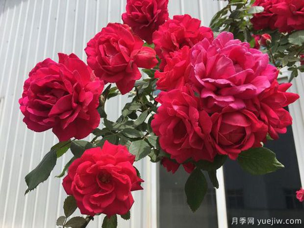 14個(gè)藤本月季品種推薦，哪個(gè)品種好(圖6)