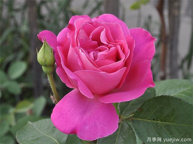 讓同一盆的月季花同一天開花，應(yīng)該如何做？(圖1)