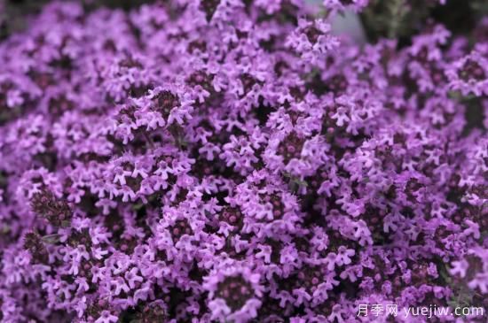 除了地被月季，還有適合在花園種植的20種地被植物(圖5)