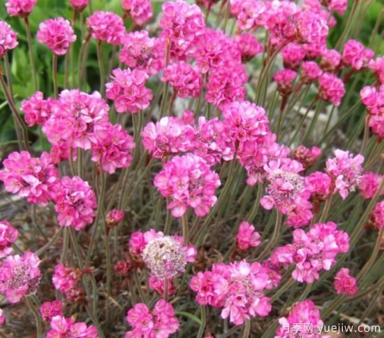 除了地被月季，還有適合在花園種植的20種地被植物(圖6)