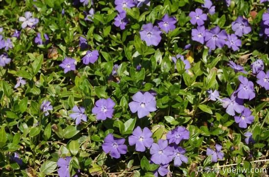 除了地被月季，還有適合在花園種植的20種地被植物(圖9)