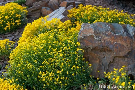 除了地被月季，還有適合在花園種植的20種地被植物(圖10)