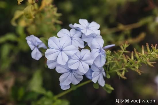 除了地被月季，還有適合在花園種植的20種地被植物(圖13)