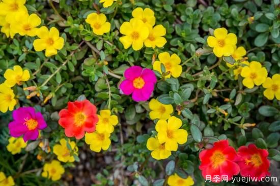 除了地被月季，還有適合在花園種植的20種地被植物(圖16)