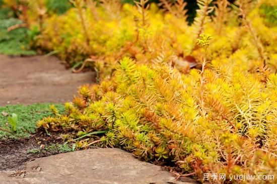 除了地被月季，還有適合在花園種植的20種地被植物(圖15)