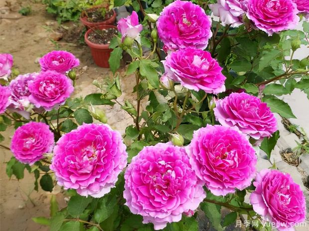 花期長達(dá)300天，天方夜譚月季的養(yǎng)護(hù)方法(圖3)