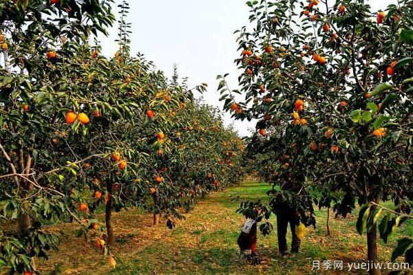 2022年***值錢緊缺苗木是什么？常見的苗木品種有哪些？(圖1)