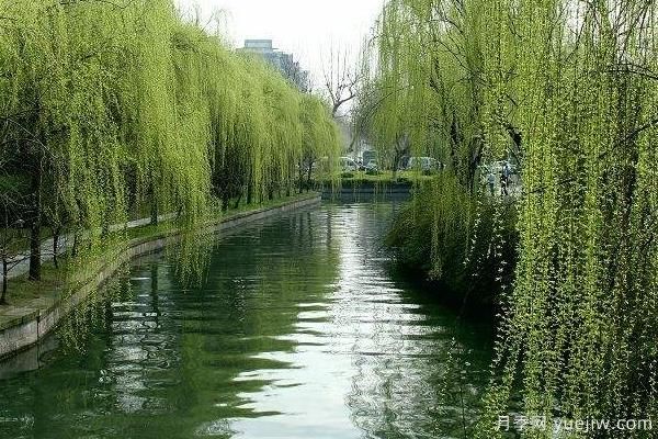 2022年***值錢緊缺苗木是什么？常見的苗木品種有哪些？(圖2)