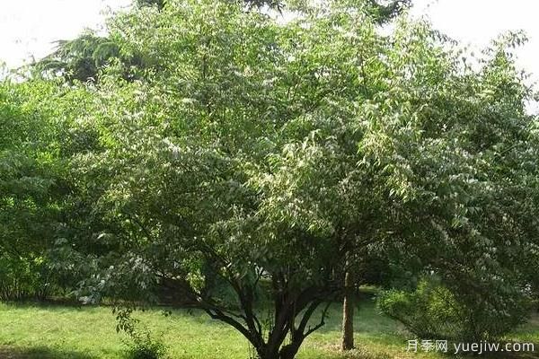 2022年***值錢緊缺苗木是什么？常見的苗木品種有哪些？(圖3)