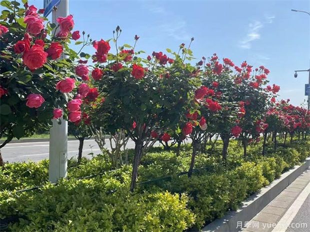 2022年苗木市場(chǎng)要回暖了嗎？(圖1)