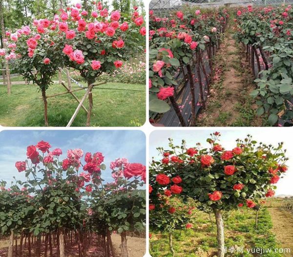 ***全園林苗木種植技術(shù)！收藏有用！(圖1)