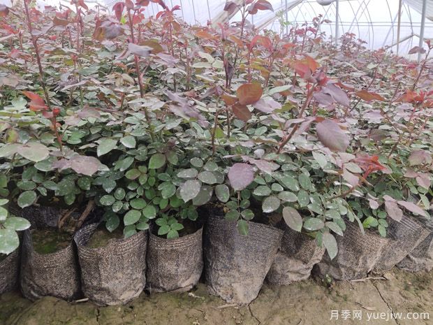 ***全園林苗木種植技術(shù)！收藏有用！(圖2)