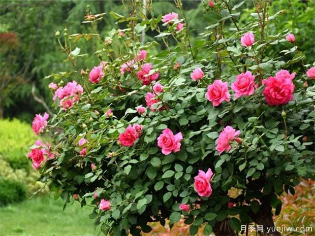 9月月季管理，月季夏末修剪爆秋花(圖1)