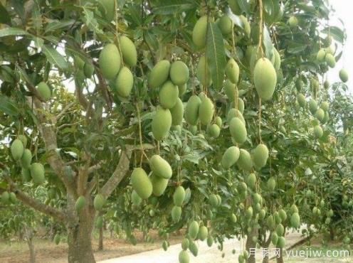 芒果苗多少錢一株？種一畝小苗成本多少錢？(圖1)